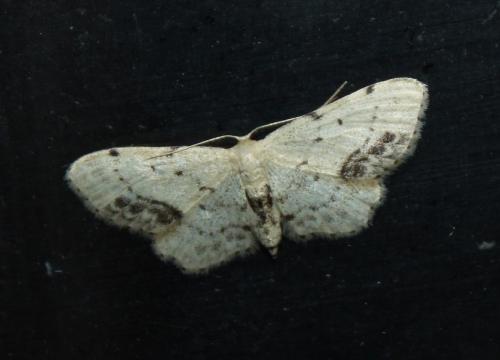 Réf. 211 833 : Idaea dimidiata